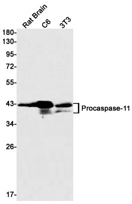  重组兔单抗Caspase 11 Rabbit mAb