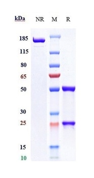 Anti-TIM-3 / HAVCR2 / CD366 Re