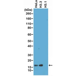 Histone H3.3 antibody [RM190]