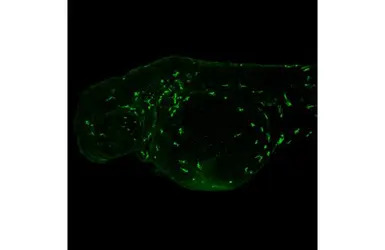 Lcp1 antibody [HL2501]