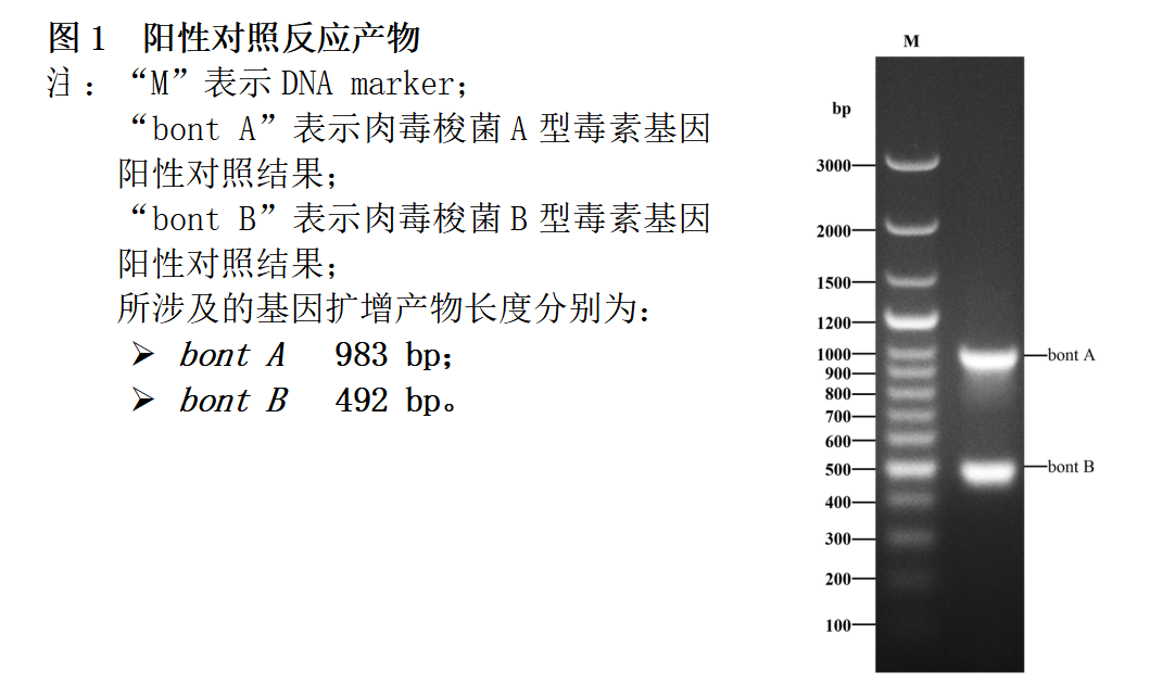 肉毒梭菌A/B型毒素基因PCR检测试剂盒结果判读 肉毒梭菌A/B型毒素基因PCR检测试剂盒结果判读