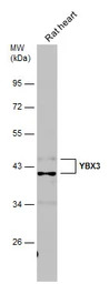 CSDA antibody