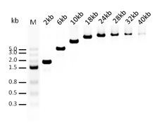 C-Long Taq DNA Polymerase