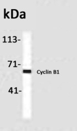 Cyclin B1 antibody [GNS1]