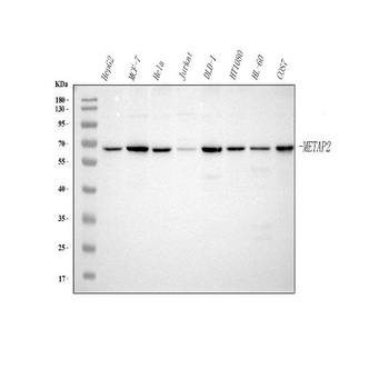 Anti-METAP2 Antibody 抗体，orb178
