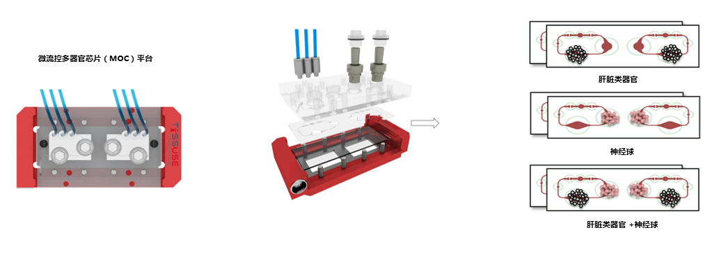 多类器官串联芯片培养技术