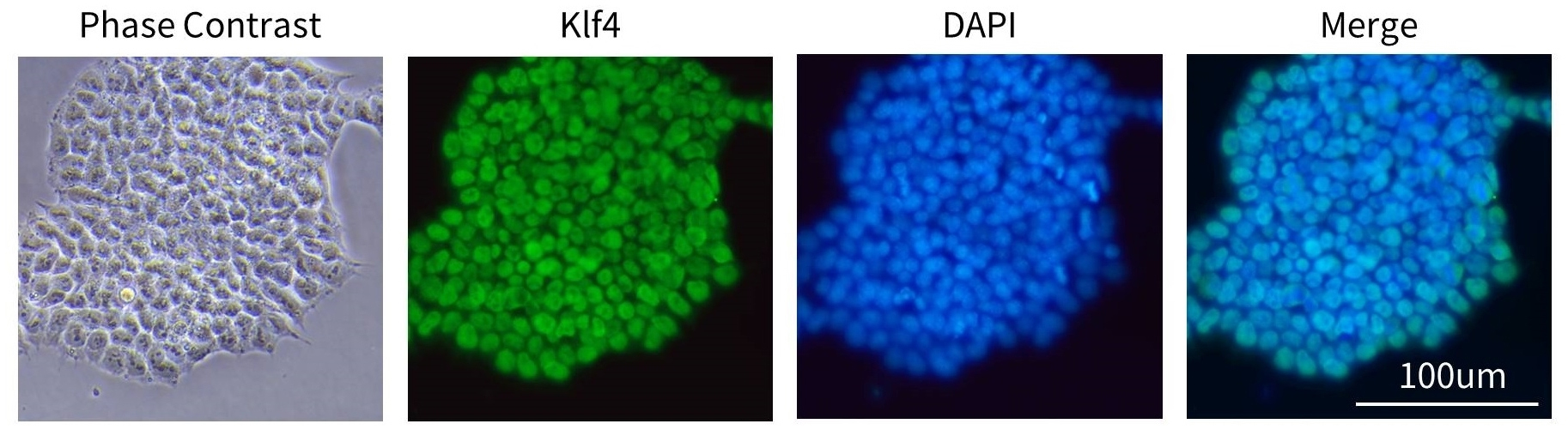 多能干细胞免疫荧光检测试剂盒(Klf4, 兔抗, 绿色荧光)