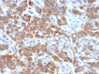 TL1A antibody [VEGI/1283]