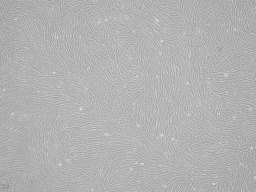 弗元生物Fuyuanbio无血清培养基-1.jpg 弗元生物Fuyuanbio无血清培养基-1.jpg