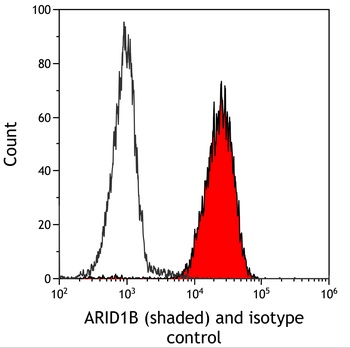 ARID1B Antibody 抗体，orb1806438，