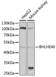 SHARP2 antibody