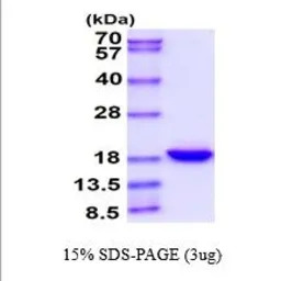 Human IL33 protein (active)