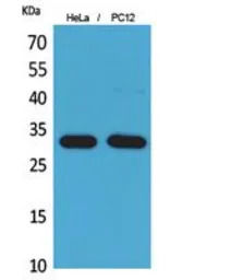 CD300f antibody