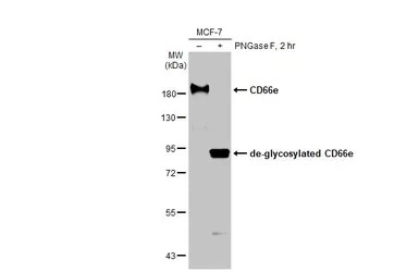 CD66e antibody [HL2467]