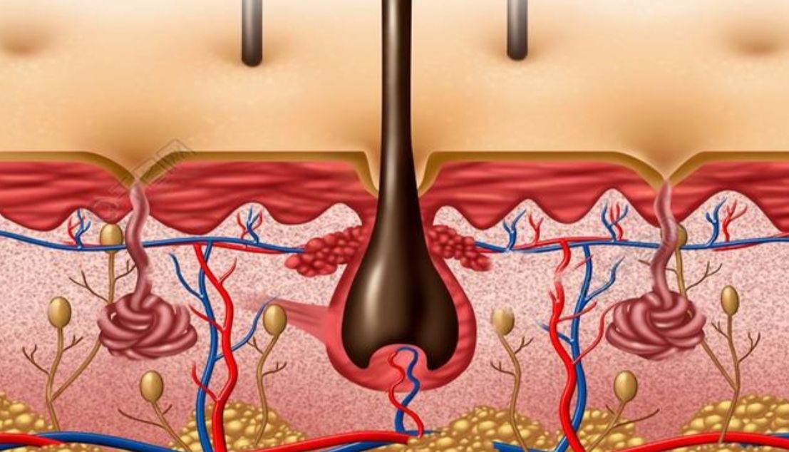 类器官代谢分析仪：微生理系统实时监测细胞层的跨膜电阻值和细胞产酸率