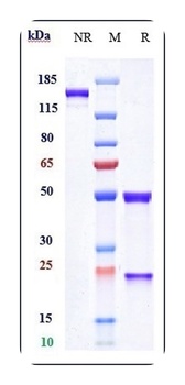 Anti-GD2 Reference Antibody 抗体