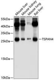 TSPAN4 antibody