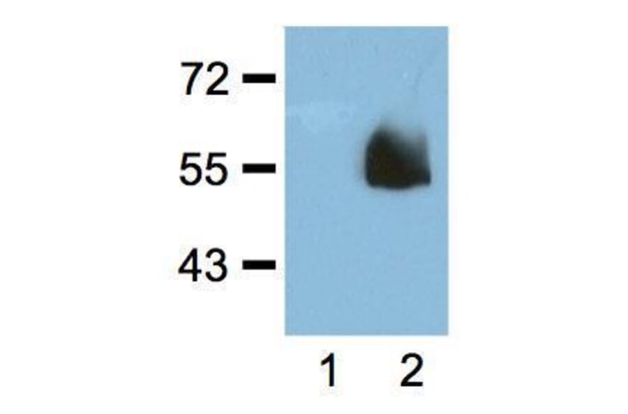 Western Blot - Anti-HA Tag Antibody (A85278) - Antibodies.com