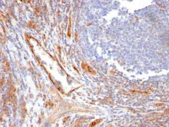 CD31 antibody [C31.10]