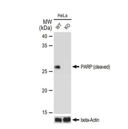 PARP (cleaved) antibody [GT118