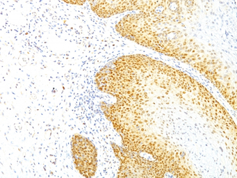 p27 Kip1 antibody [KIP1/769]