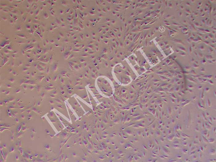 小鼠股动脉内皮细胞丨小鼠原代细胞丨逸漠(immocell)