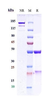 Anti-PCSK9 Reference Antibody 