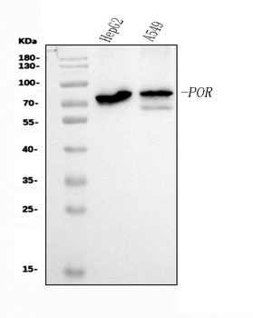 POR Antibody (monoclonal, 7F5)