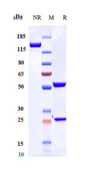 Anti-Complement C5 Reference A