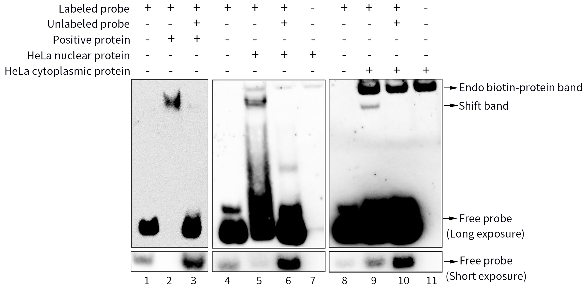 化学发光法RNA EMSA试剂盒