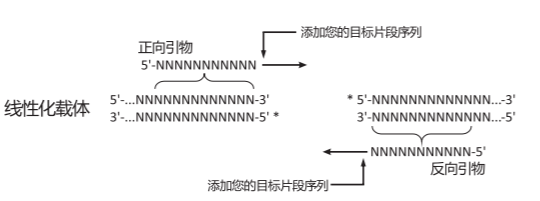 快速多片段DNA组装预混液