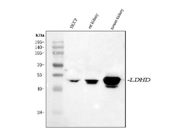 Anti-LDHD Antibody 抗体，orb18046
