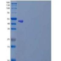 人肝配蛋白A4/EFNA4重组蛋白C-Fc-6His