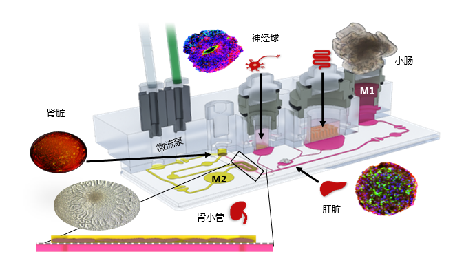 多类器官串联芯片培养技术