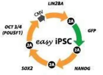 easy iPSC + Antibody Sample Ki