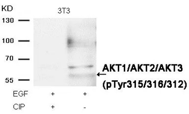 AKT (phospho Tyr315) antibody