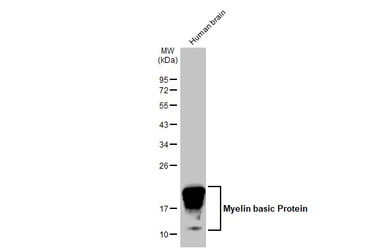 Myelin basic protein antibody 
