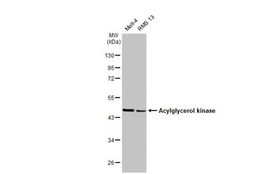 Acylglycerol kinase antibody [