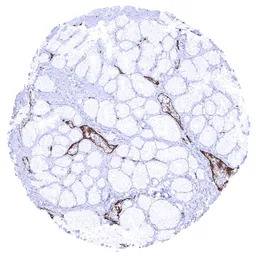 VWF antibody [MSVA-521R] Histo