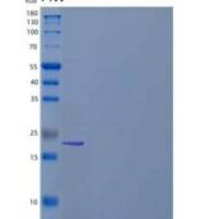 人自噬相关蛋白10(ATG10)重组蛋白C-6His, N-T7 tag