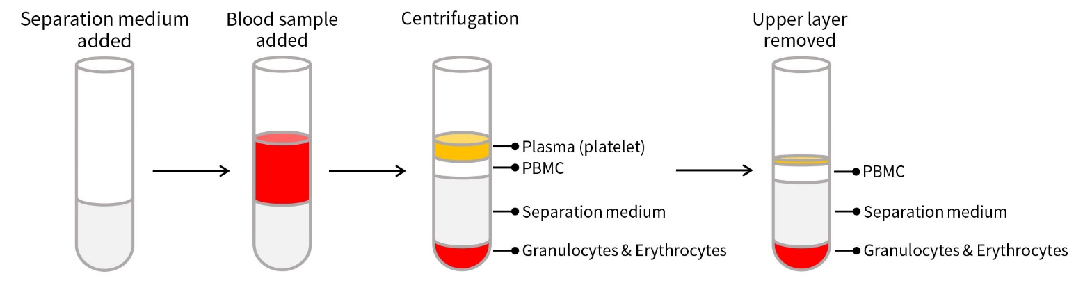 大鼠外周血淋巴细胞分离试剂盒