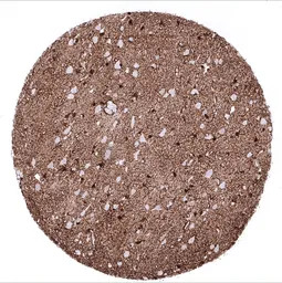 S100 beta antibody [MSVA-490R]