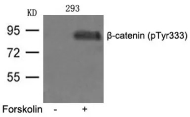 beta Catenin (phospho Tyr333) 