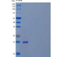 人淀粉样β A4前体蛋白结合A3/APBA3/X11-γ重组蛋白C-6His