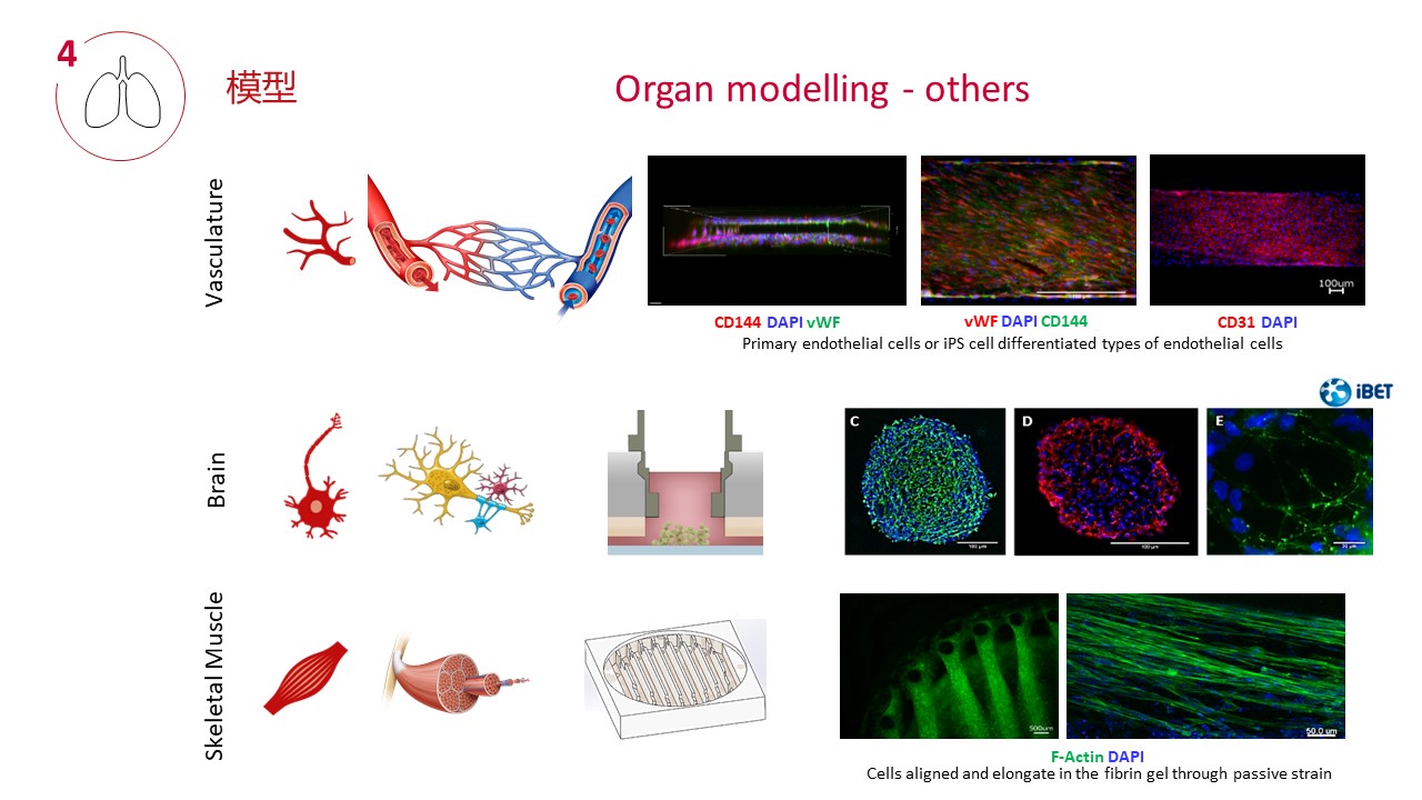 多类器官串联芯片培养技术