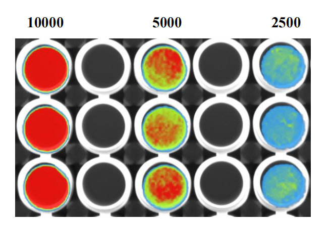 DU145-LUC-PURO Luciferase检测报告图