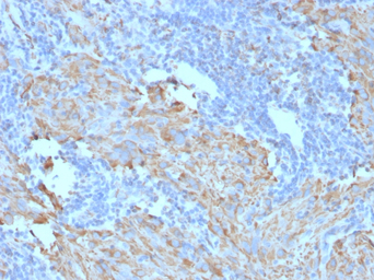 c-Kit antibody [C117/370]