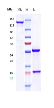 Anti-CYR61 / CCN1 Reference An