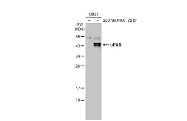 uPAR antibody [HL2169]