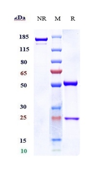 Anti-NOTCH3 Reference Antibody